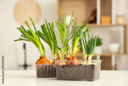 Plastic containers with cultivated green onion on white table in kitchen