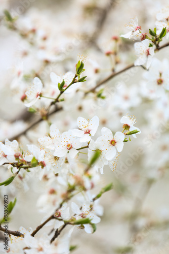 Beautiful blossoming tree branches on spring day outdoors