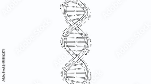 Detailed illustration of a DNA double helix structure.