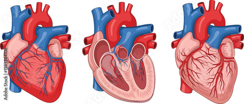 Detailed Human Heart Anatomy Set with External and Cross Section Views Showing Cardiovascular Structure Arteries Veins and Internal Chambers Medical Vector Illustration