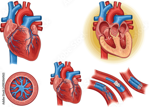 Human Heart Anatomy and Blood Circulation Illustration Set with Internal Structure Arteries Veins and Cardiovascular System Medical Vector Diagram Collection