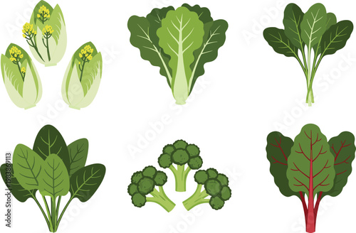 Leafy Green Vegetables Collection with Bok Choy, Kale, Spinach, Broccoli, and Swiss Chard Illustration Set for Healthy Food, Cooking, and Nutrition Design