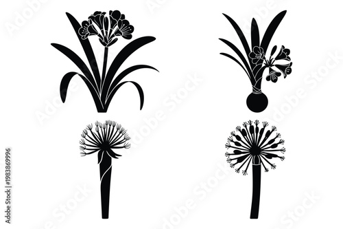 Silhouette collection of african lily agapanthus plant flower and bulb