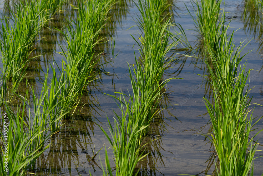 Obraz premium Rice seedlings planted in the paddy field