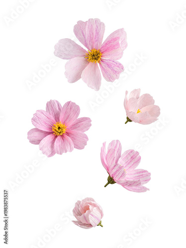 Delicate pink cosmos flowers with striped petals and bright yellow centers, arranged gracefully for design.