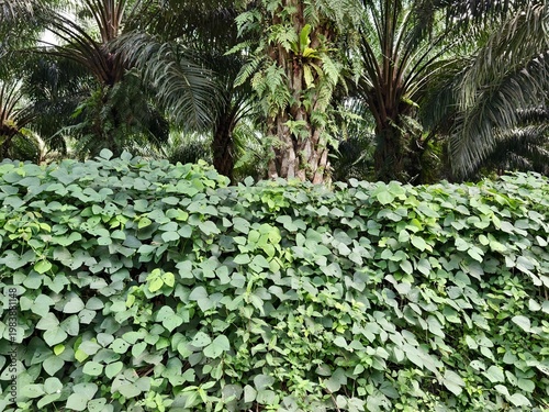 Mucuna bracteata plants around oil palm trees	