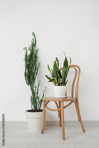 Big cactus with houseplant ...