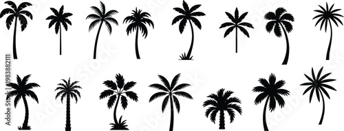 Silhouette collection of various palm trees on a white background Keywords: palm trees, silhouette, tropical, trees, nature