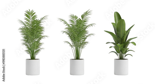 Three potted tropical plants isolated on white background with plant pots
