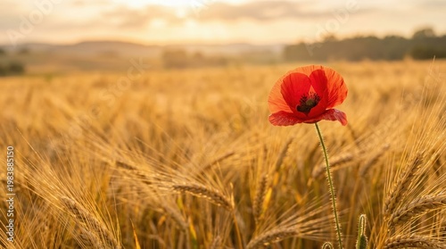 Vibrant red poppy flower in golden barley field during warm sunset