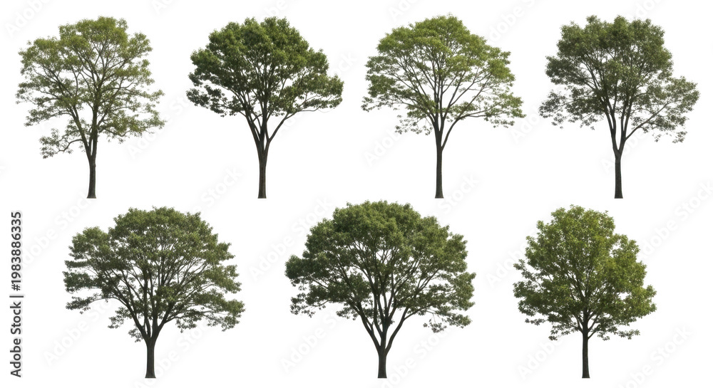 Fototapeta premium Set of green leafy trees isolated on white background with tree collection