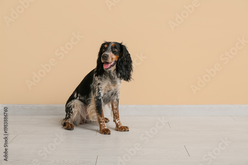 Cute cocker spaniel near be...
