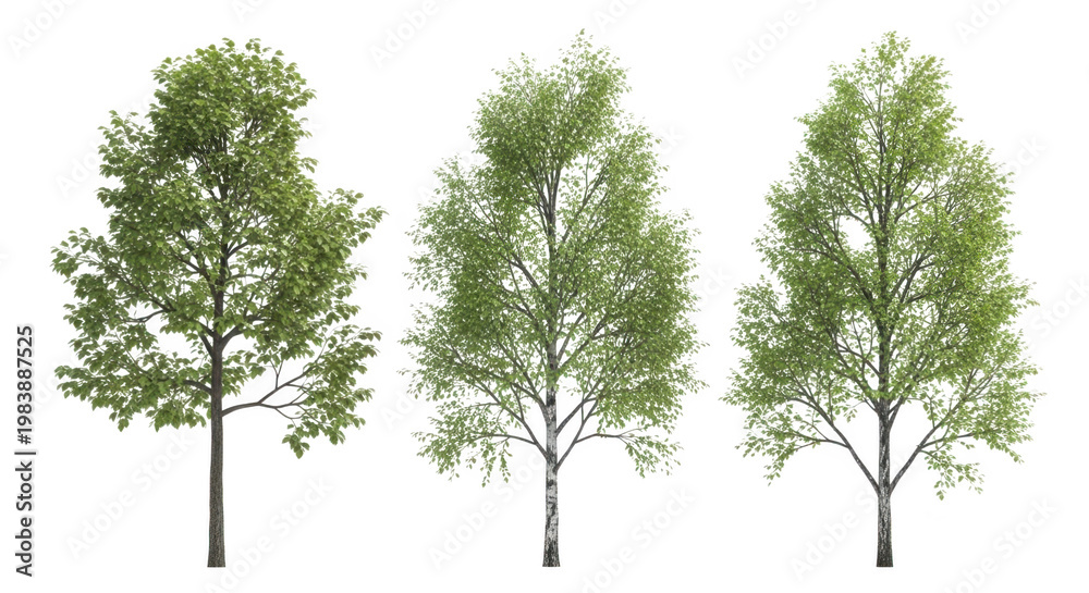 Fototapeta premium Three deciduous trees isolated on white background with green trees