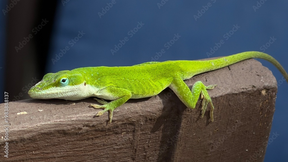 Fototapeta premium green lizard on a branch
