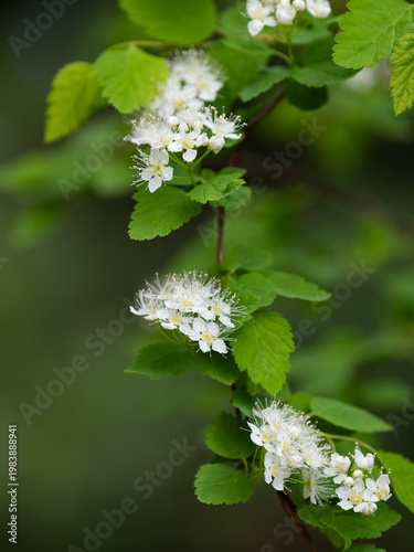 白い小さな花を毬状につけるミツバイワガサ