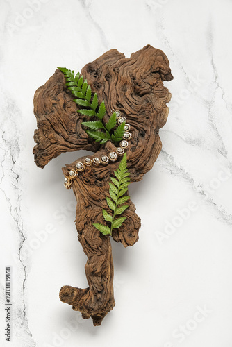 Tree bark, plant leaves and...