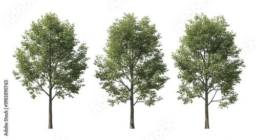 Three mature green trees in full leaf, isolated, trees PNG, cut out