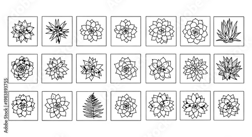 collection of succulent plant illustrations in a grid format top view