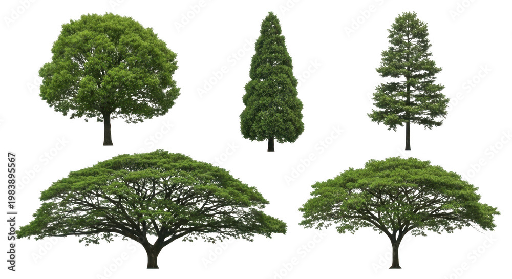 Fototapeta premium Collection of diverse green trees with various shapes isolated for landscape