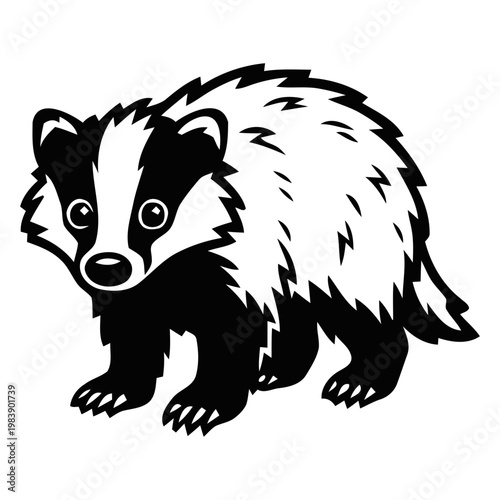 Cute badger standing in alert position looking forward