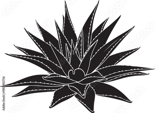A striking illustration of a spiky agave plant with prominent central rosette silhouette vector icon