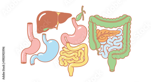 Human digestive system organ anatomy.