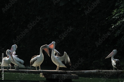 Pelicans flock to the edge of the pond in the morning