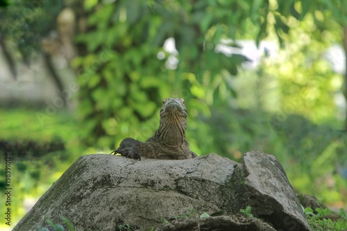 a komodo dragon observes its surroundings from a rock