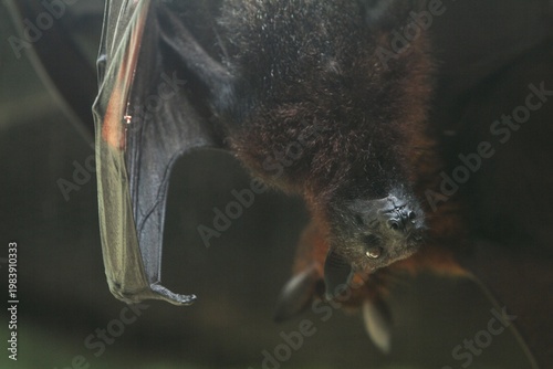a bat hanging from the roof in the morning