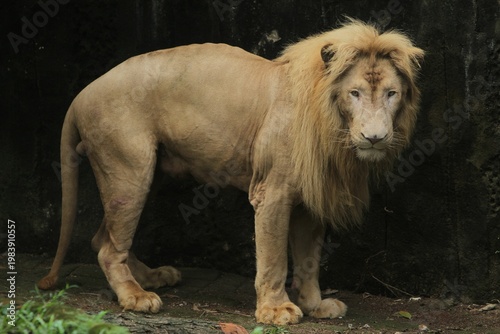 side view of an african lion standing looking around