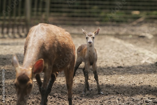 a little timor deer wandering in the field with its mother during the day