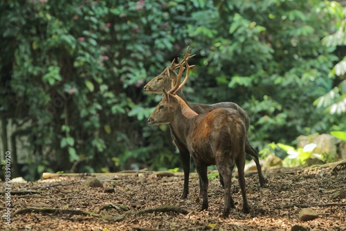 Male bawean deer standing in a field observing the surroundings during the day