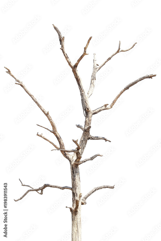 Fototapeta premium Natural branch, single branch, tree branch