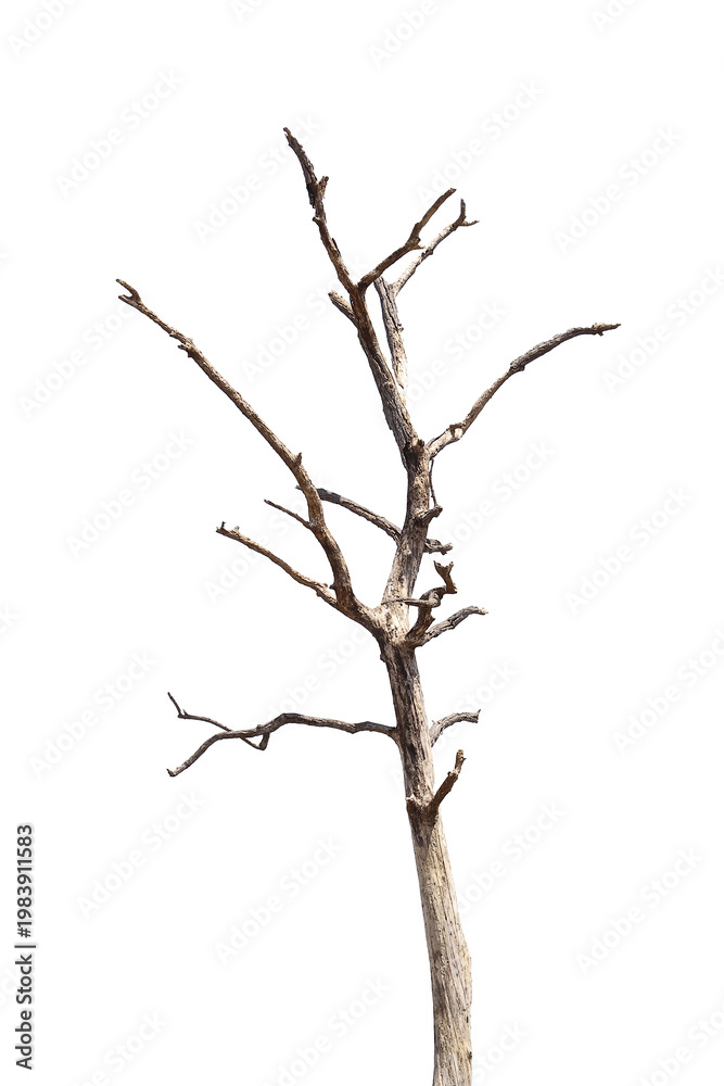 Fototapeta premium Natural branch, single branch, tree branch