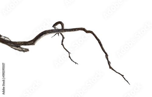 Natural branch, single branch, tree branch