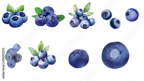 Fresh Ripe Blueberries and Blueberry Bunches, A Collection of Watercolor Illustrations