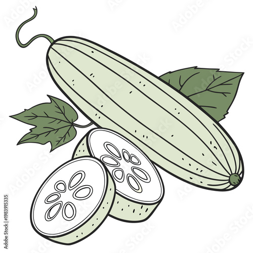 sponge gourd vector isolated