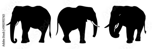 Wildlife conservation elephant set with solid black icon design featuring African elephant, endangered species, mammal with animal and wildlife symbol