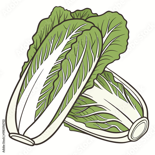napa cabbage 