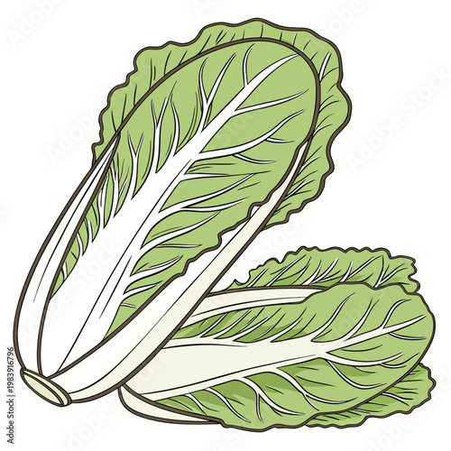 napa cabbage vector on white background