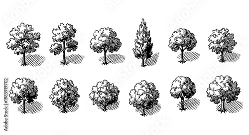 set of hand-drawn black and white sketch illustrations of various trees