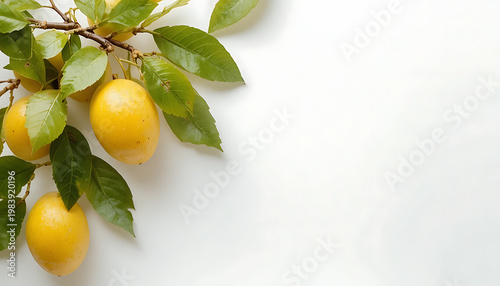 lemons on a branch beautiful view and seen beautiful background and wallpaper hd picture 