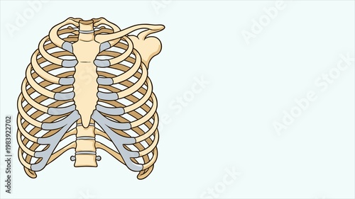 Quadro su tela Human Rib Cage Anatomy Illustration, Chest Skeleton Bone Structure, Medical Thor