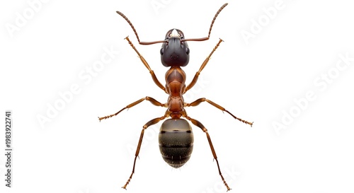 3 d of a realistic brown ant with detailed segmented body and six legs 3d realistic ant detailed texture