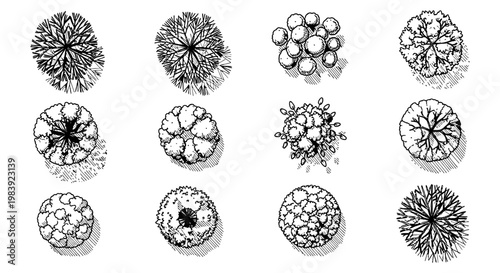 collection of hand-drawn top-down tree illustrations for architectural plans