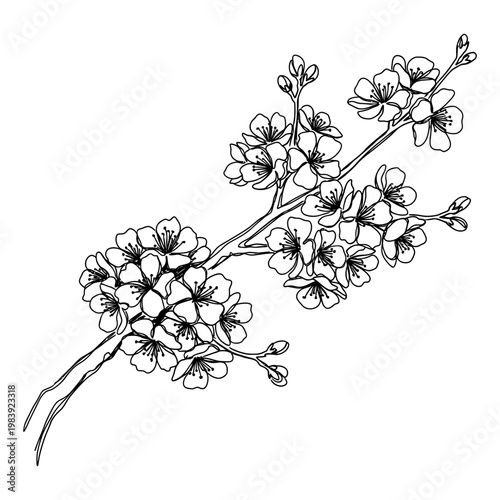 delicate cherry blossom branch in black and white outline drawing spring bloom