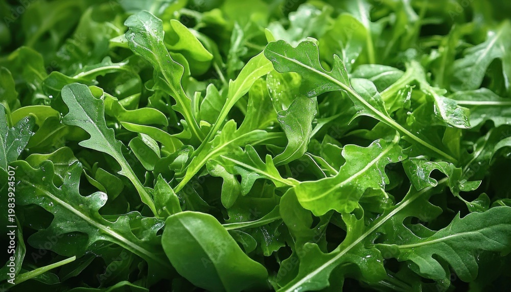 Obraz premium vibrant fresh arugula leaves with dewy droplets, close-up of crisp green salad leaves conveying freshness and vitality