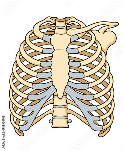 Foto Human Rib Cage Anatomy Illustration, Chest Skeleton Bone Structure, Medical Thor