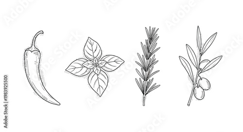Herbs and spice vector icons, chili pepper, rosemary, oregano, botanical illustrations, kitchen ingredients