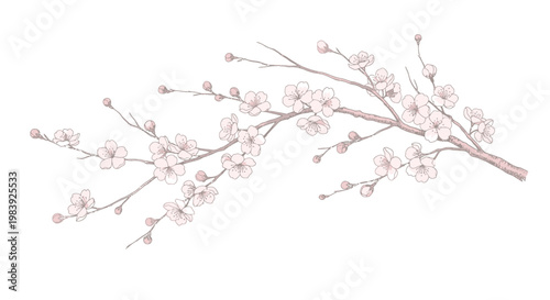 Pink cherry blossom branch, floral vector, spring flowers, blossoming tree